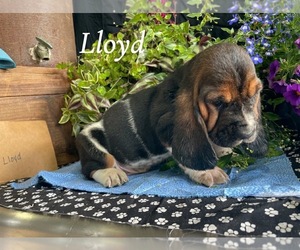 Medium Basset Hound