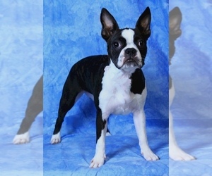 Mother of the Boston Terrier puppies born on 12/10/2021