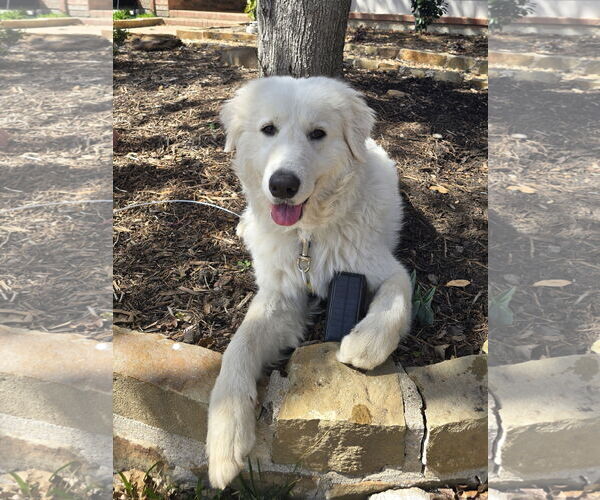 Medium Photo #3 Great Pyrenees-Maremma Sheepdog Mix Puppy For Sale in Dallas, TX, USA