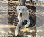 Small #2 Great Pyrenees-Maremma Sheepdog Mix