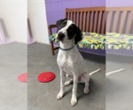 Small Photo #2 Labmatian Puppy For Sale in Genesee, WI, USA