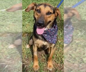 Mutt Dogs for adoption in Rockaway, NJ, USA