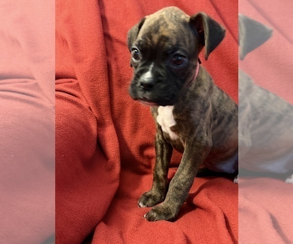 Medium Photo #13 Boxer Puppy For Sale in LANSING, MI, USA