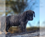 Small #15 Catahoula Leopard Dog