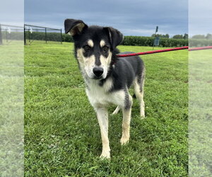 Siberian Husky-Unknown Mix Dogs for adoption in Evansville, IN, USA
