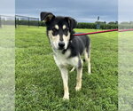 Rocko - Male Siberian Husky-Unknown Mix Dog for Adoption - Small photo