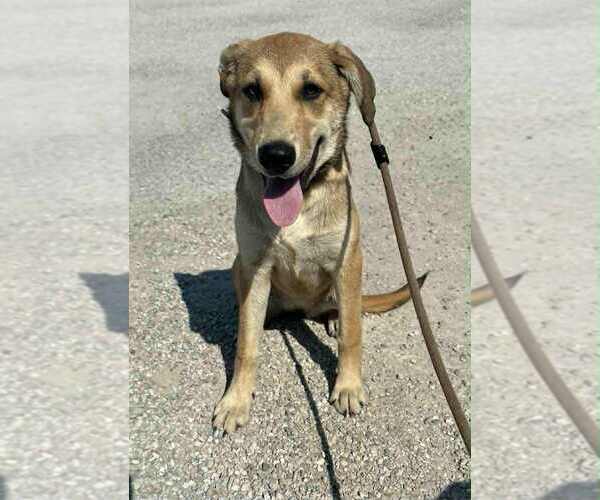 Medium Photo #1 Mutt Puppy For Sale in Evansville, IN, USA