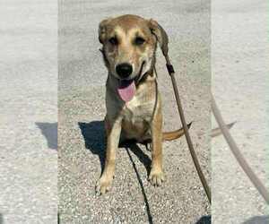 Mutt Dogs for adoption in Evansville, IN, USA