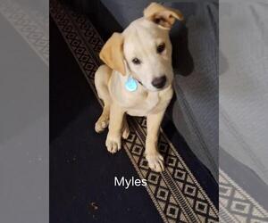 Anatolian Pyrenees Dogs for adoption in Royal Palm Beach, FL, USA