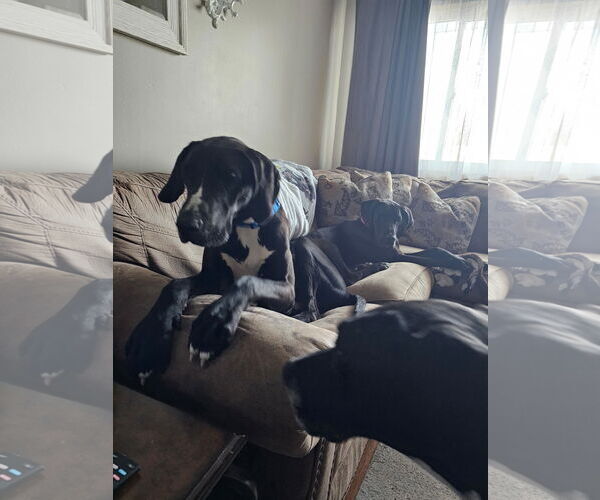Medium Photo #22 Great Dane Puppy For Sale in Buffalo, MN, USA