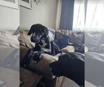 Small #21 Great Dane