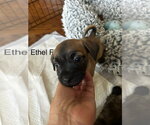 Ethel jul - Female Chug Dog for Adoption - Small photo