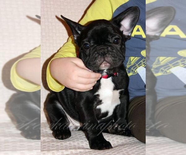 Medium Photo #1 French Bulldog Puppy For Sale in Moscow, Moscow, Russia
