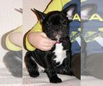 Small Photo #1 French Bulldog Puppy For Sale in Moscow, Moscow, Russia
