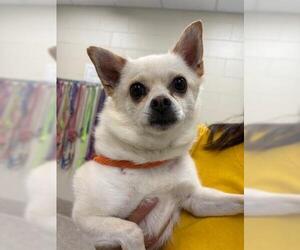 Chihuahua Dogs for adoption in Brighton, CO, USA