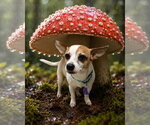 Small Photo #4 Jack Chi Puppy For Sale in Ellijay, GA, USA
