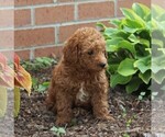 Small Photo #5 Labradoodle-Poodle (Miniature) Mix Puppy For Sale in NEW PROVIDENCE, PA, USA