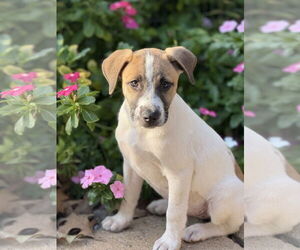 Labrador Retriever-Unknown Mix Dogs for adoption in Rockaway, NJ, USA