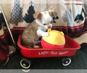 Chihuahua Puppy for sale in NEWVILLE, PA, USA