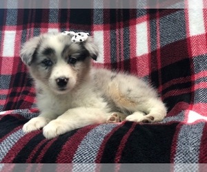 Australian Shepherd Puppy for sale in LAKELAND, FL, USA