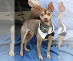 Small #1 Italian Greyhuahua