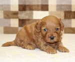 Small #6 Cavapoo (Miniature)