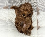 Small #14 Cavapoo