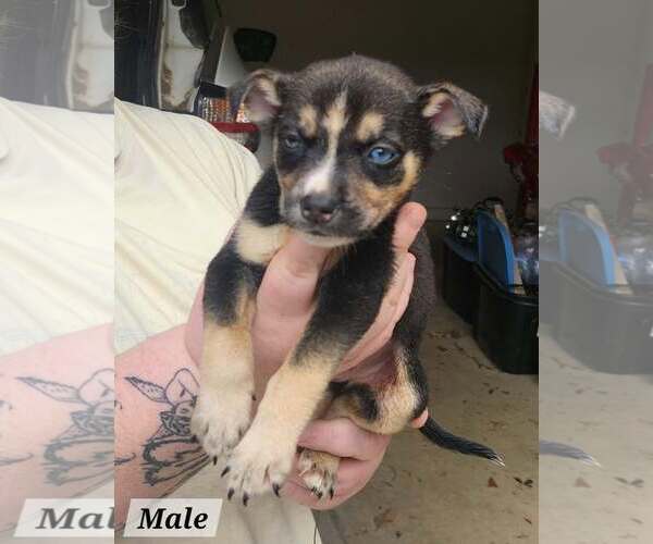 Medium Photo #3 Mutt Puppy For Sale in Royal Palm Beach, FL, USA