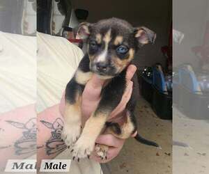 Baymax* - Male Mutt Dog for Adoption - Photo #3