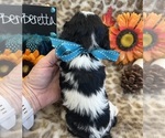 Small #4 Cavalier King Charles Spaniel