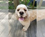 Small Photo #1 Cocker Spaniel Puppy For Sale in ALFORD, IN, USA