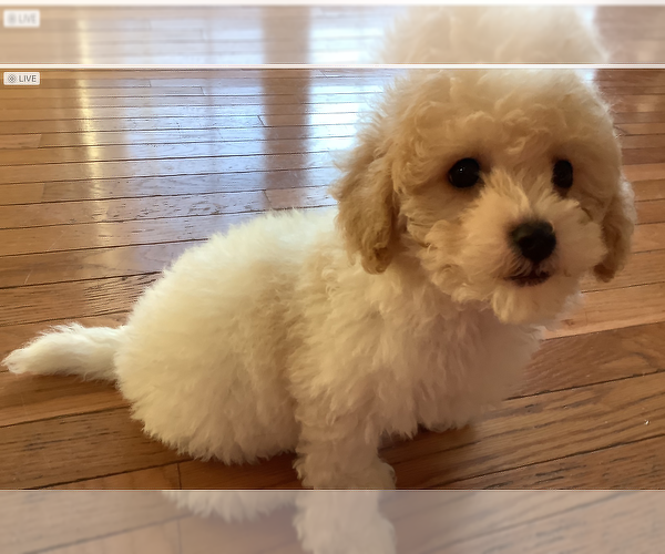 Medium Photo #3 Poodle (Miniature) Puppy For Sale in HIGH POINT, NC, USA
