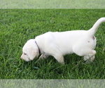 Small #1 Labrador Retriever