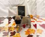 Puppy Toffee Pug