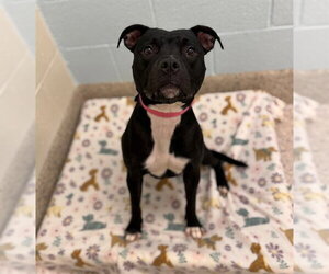Mutt Dogs for adoption in Brighton, CO, USA