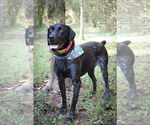 Small #1 German Shorthaired Pointer