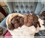 Image preview for Ad Listing. Nickname: Litter of 6