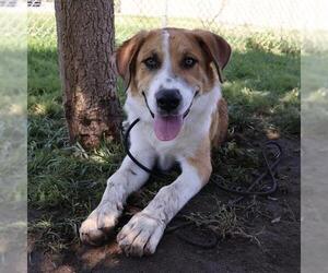 Pyrenees Border Collie Dogs for adoption in Modesto, CA, USA