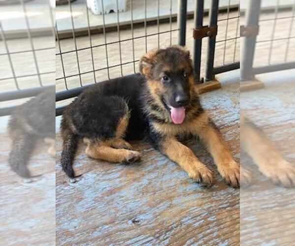 Medium Photo #13 German Shepherd Dog Puppy For Sale in RIO LINDA, CA, USA