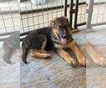 Small Photo #13 German Shepherd Dog Puppy For Sale in RIO LINDA, CA, USA