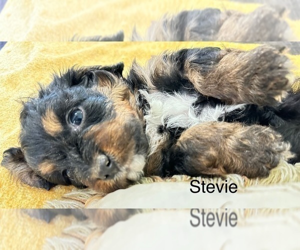Medium Photo #8 Cavapoo Puppy For Sale in GILBERTSVILLE, PA, USA