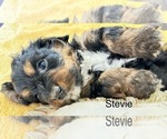 Small Photo #8 Cavapoo Puppy For Sale in GILBERTSVILLE, PA, USA