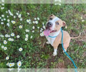 American Pit Bull Terrier-Unknown Mix Dogs for adoption in Charlotte, NC, USA