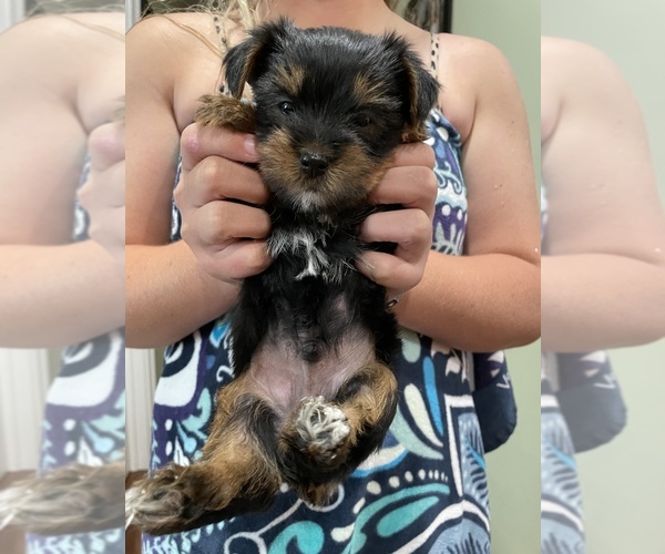 Medium Photo #1 Yorkshire Terrier Puppy For Sale in NEWTON, NC, USA