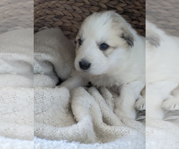 Full screen Photo #85 Great Pyrenees Puppy For Sale in FALCON, CO, USA