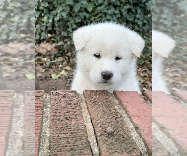 Medium Photo #4 Akita Puppy For Sale in LINCOLNTON, NC, USA