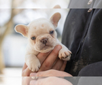 Small French Bulldog