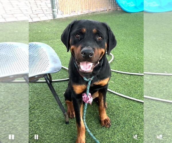 Medium Photo #1 Rottweiler Puppy For Sale in Gilbert, AZ, USA
