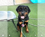 Small Rottweiler
