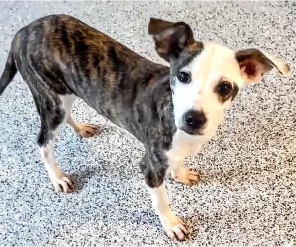 Medium Photo #2 American Pit Bull Terrier-Unknown Mix Puppy For Sale in Houston, TX, USA